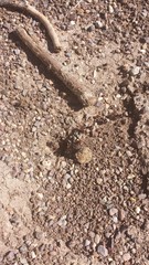 Pogonomyrmex rugosus