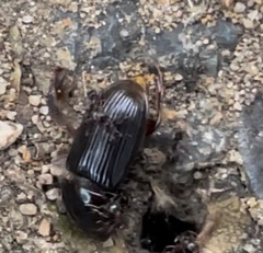 Acrossidius tasmaniae