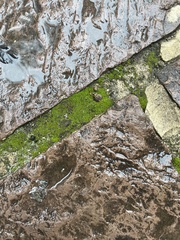 Bryum argenteum