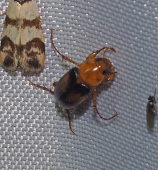 Phyllotocus bimaculatus