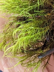 Distichium capillaceum