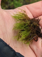 Distichium capillaceum