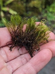 Distichium capillaceum