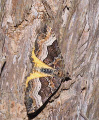 Chrysolarentia lucidulata