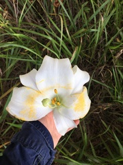 Lilium formosanum