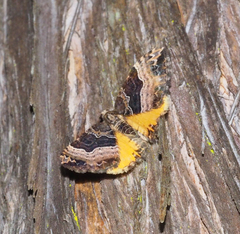 Chrysolarentia lucidulata