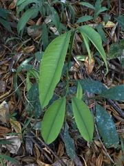 Garcinia intermedia