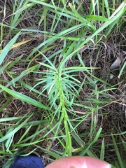 Lilium formosanum