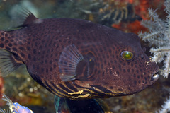 Arothron stellatus