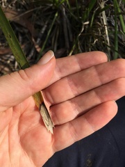 Lomandra hystrix