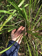 Lomandra hystrix