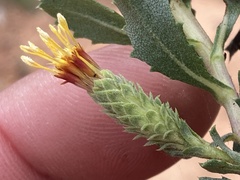 Hazardia squarrosa grindelioides