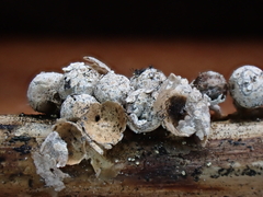 Polyschismium fallax