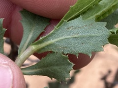 Hazardia squarrosa grindelioides