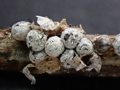 Polyschismium fallax