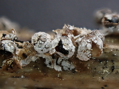 Polyschismium fallax