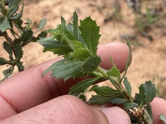 Hazardia squarrosa grindelioides