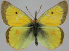 Colias tyche boothii