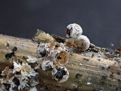 Polyschismium fallax