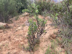 Hazardia squarrosa grindelioides