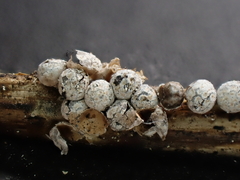 Polyschismium fallax