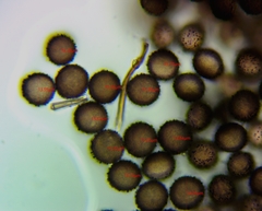 Polyschismium fallax