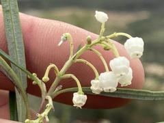 Ornithostaphylos oppositifolia