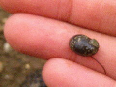 Theodoxus fluviatilis