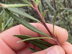 Ornithostaphylos oppositifolia
