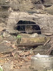 Prionailurus viverrinus