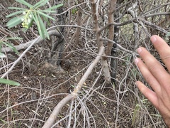 Ornithostaphylos oppositifolia