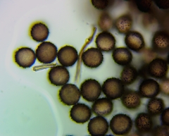 Polyschismium fallax