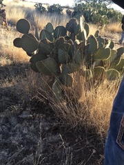 Opuntia