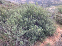 Ornithostaphylos oppositifolia