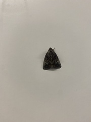 Condica illecta