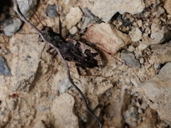 Neocicindela