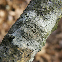 Lecanora