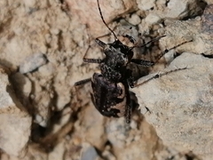 Neocicindela