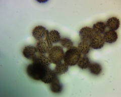 Polyschismium fallax