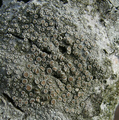 Lecanora