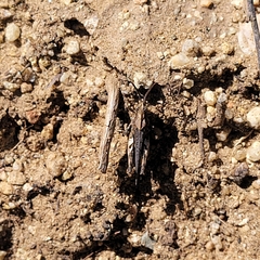 Chimarocephala pacifica