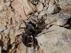Neocicindela