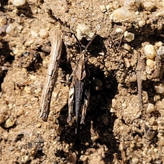 Chimarocephala pacifica