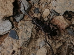 Neocicindela