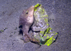 Canthigaster compressa