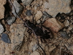 Neocicindela