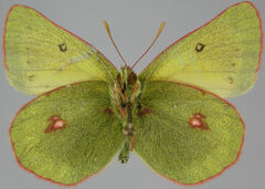 Colias tyche boothii
