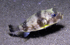 Chelonodontops patoca