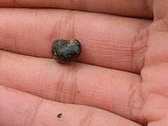 Theodoxus fluviatilis