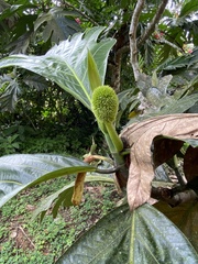 Artocarpus